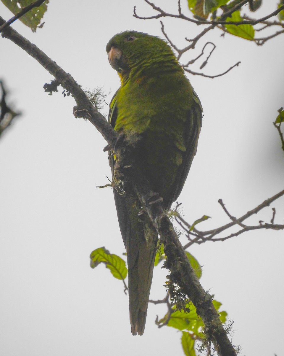 Pacific Parakeet - ML638428677
