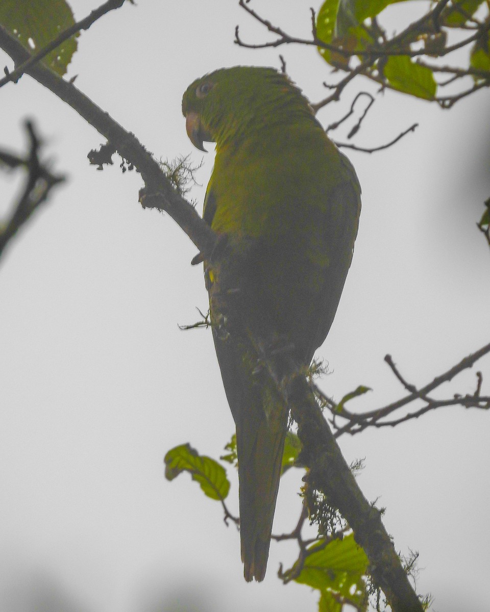 Pacific Parakeet - ML638428685