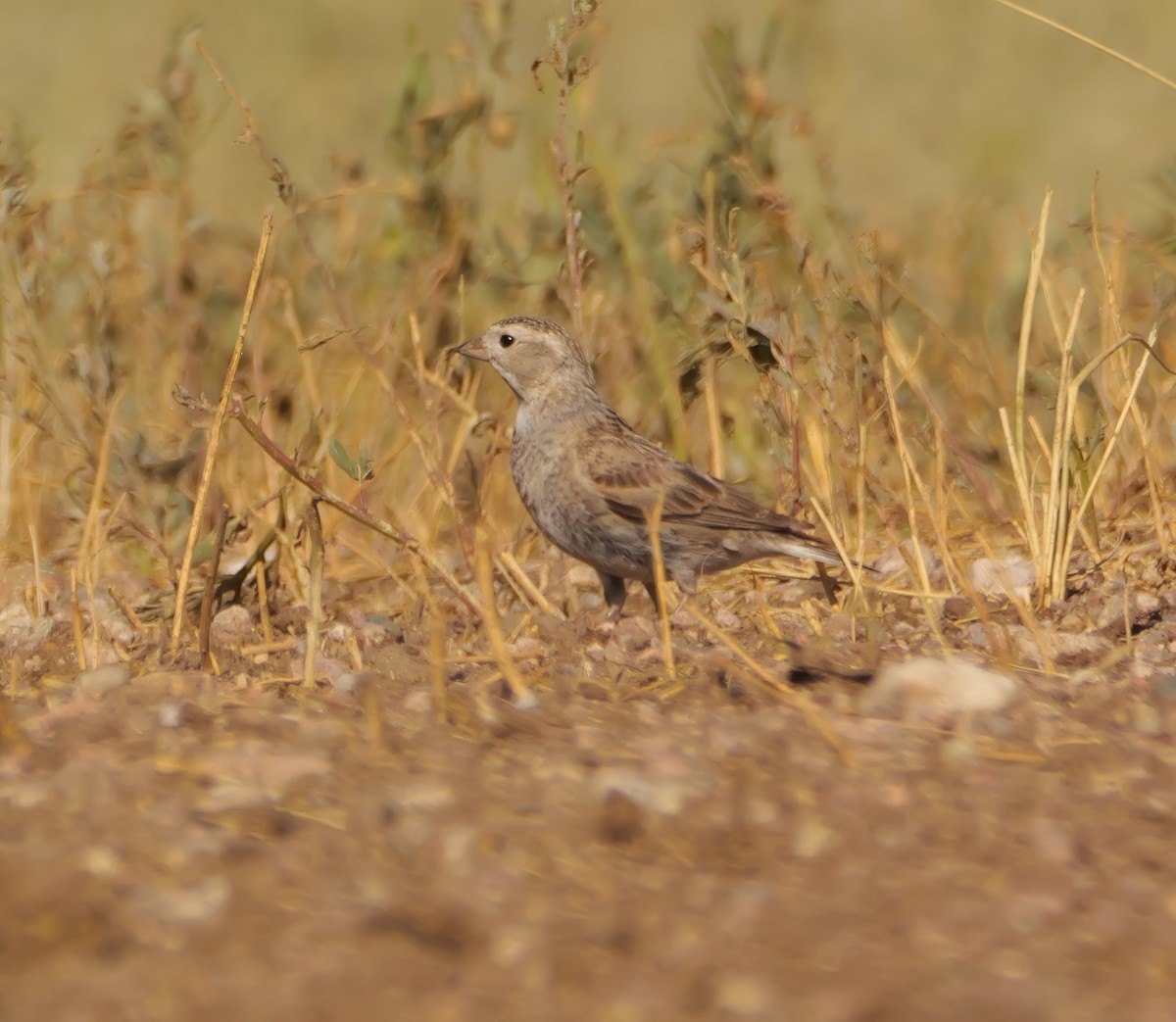 Thick-billed Longspur - ML638428689