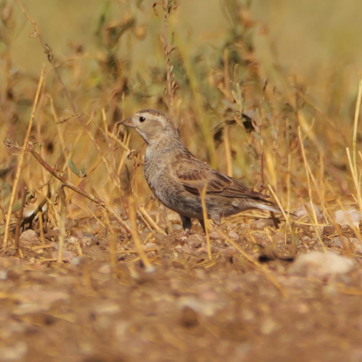 Thick-billed Longspur - ML638428690