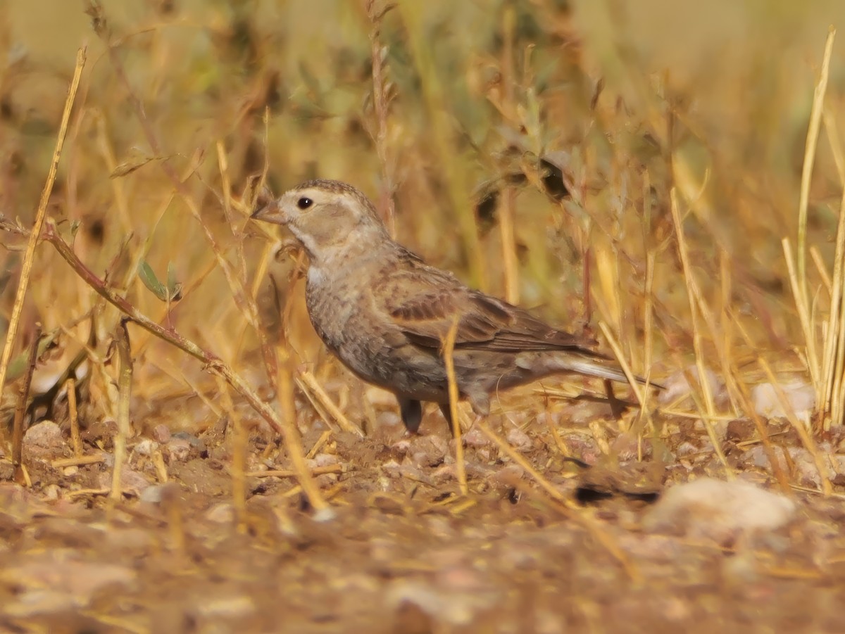 Thick-billed Longspur - ML638428691