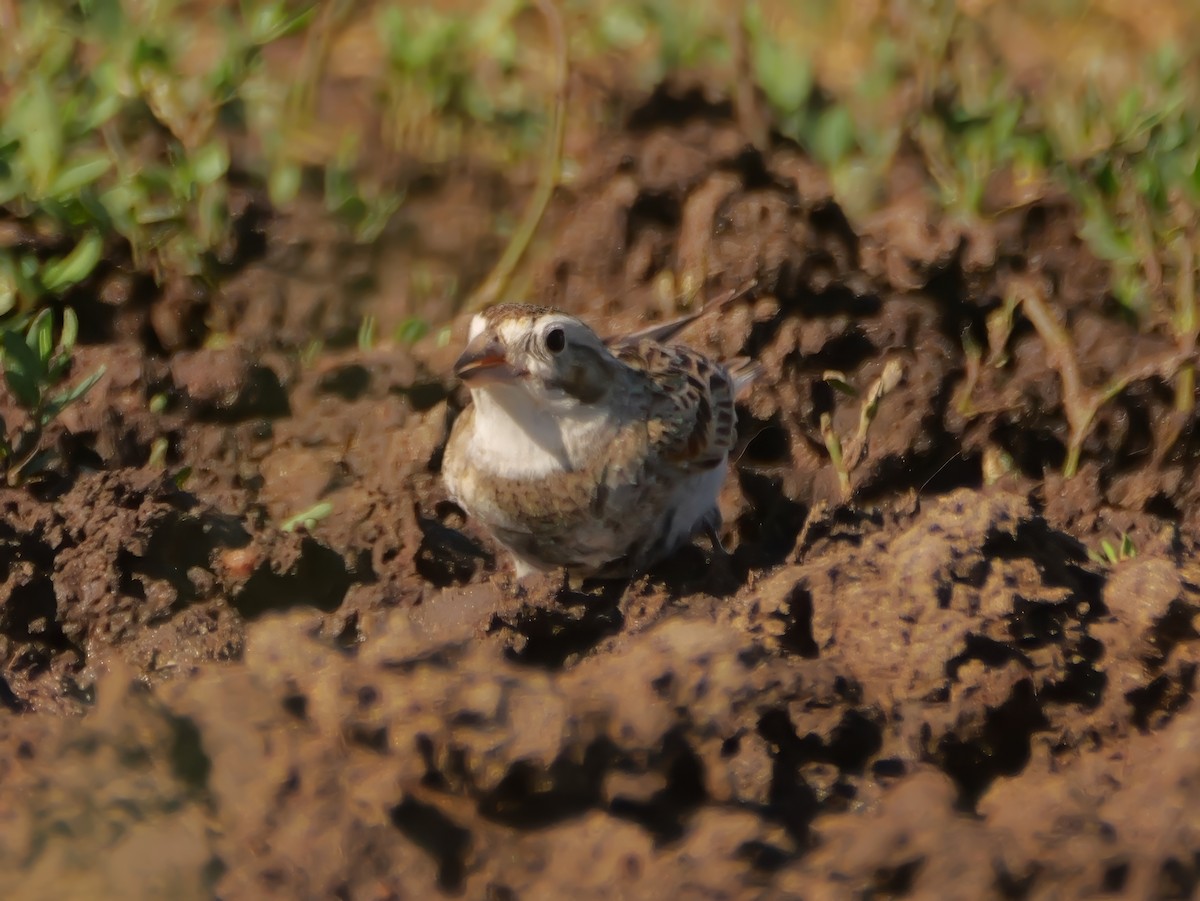 Thick-billed Longspur - ML638428692