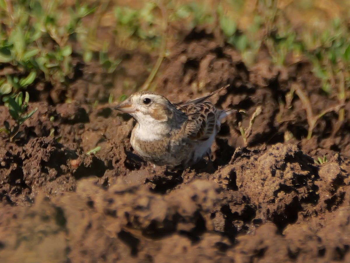 Thick-billed Longspur - ML638428693