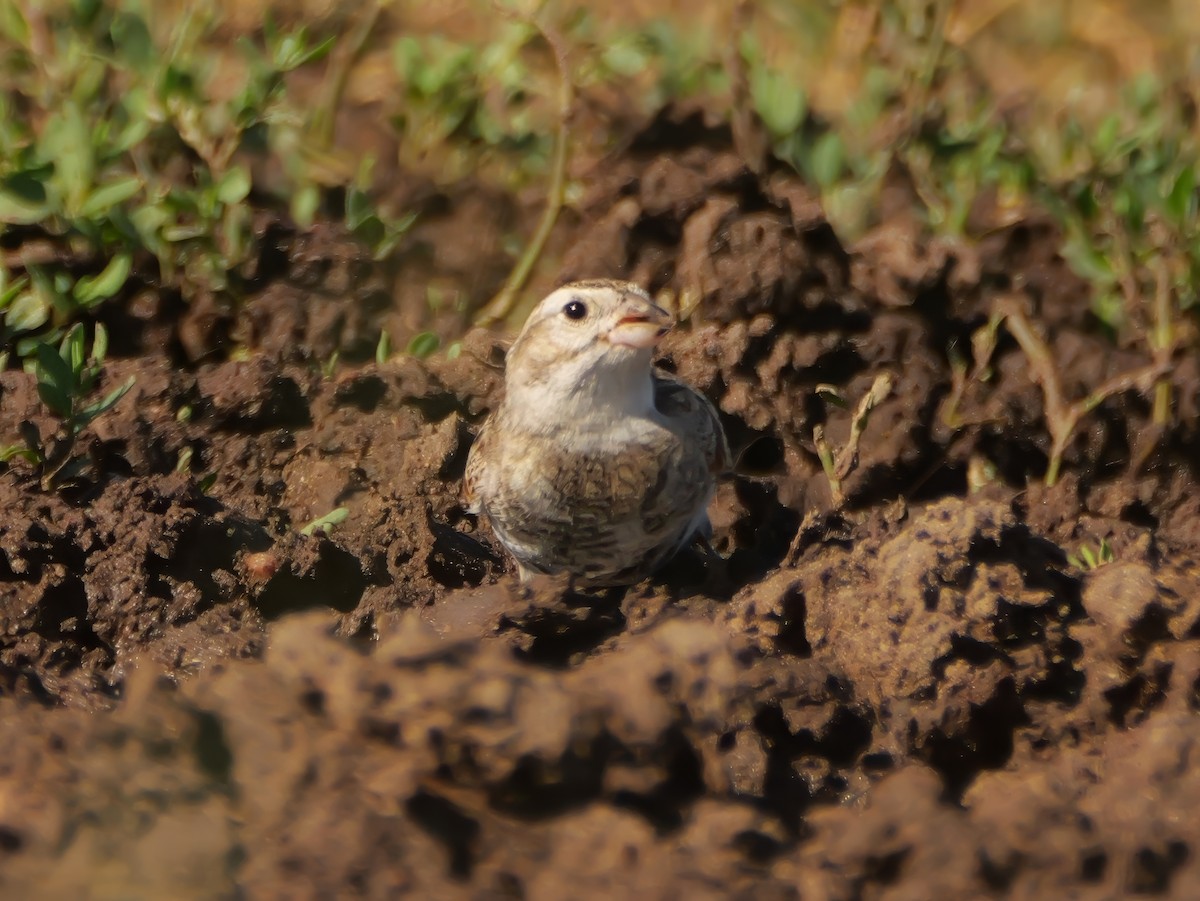 Thick-billed Longspur - ML638428694
