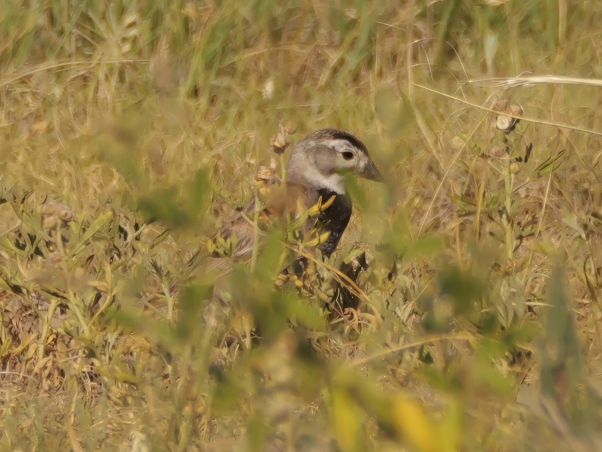 Thick-billed Longspur - ML638428695