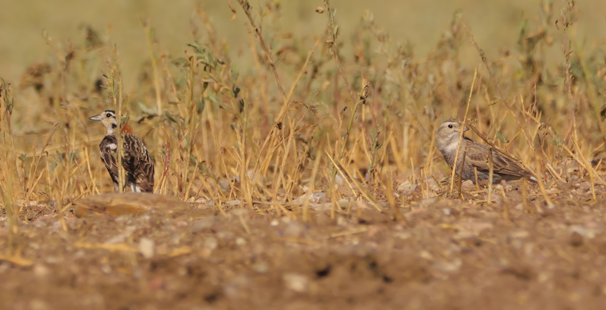 Thick-billed Longspur - ML638428696