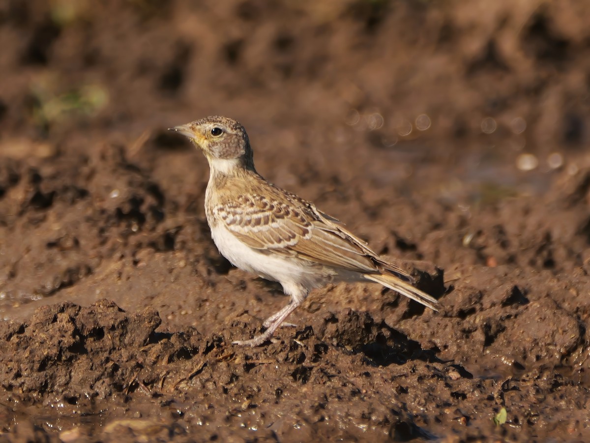 Thick-billed Longspur - ML638428697
