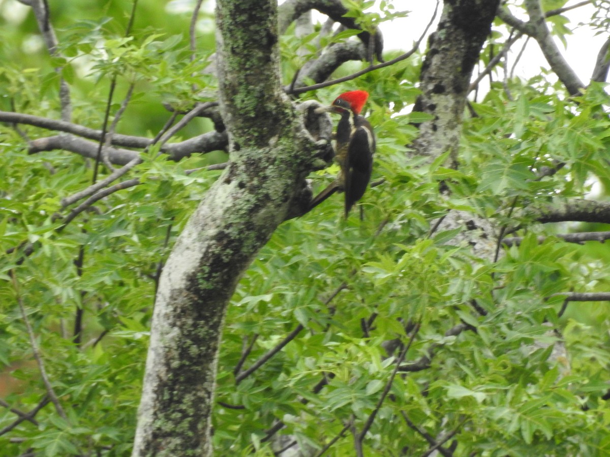 Lineated Woodpecker - ML638428725