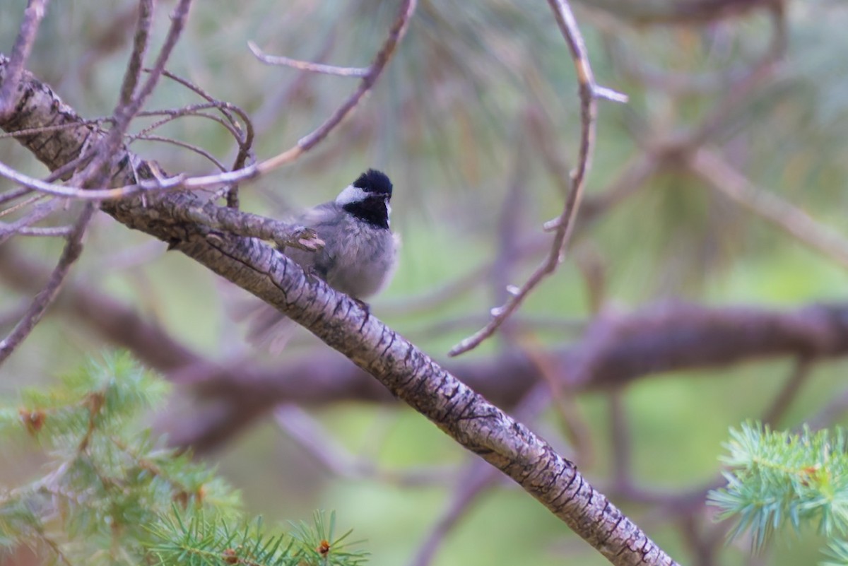 Mexican Chickadee - ML638428726