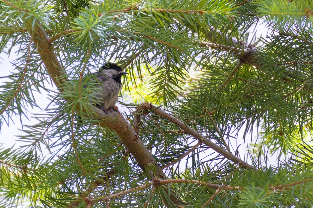 Mexican Chickadee - ML638428727
