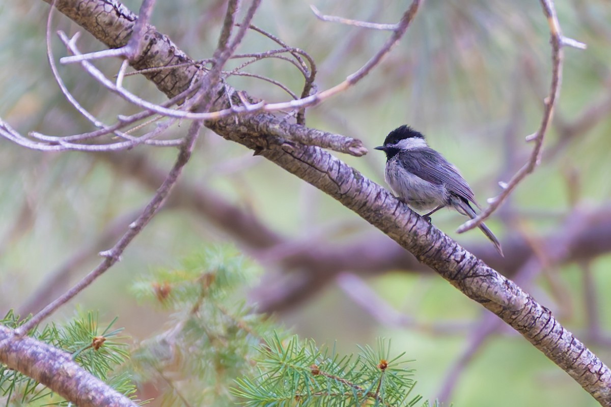 Mexican Chickadee - ML638428728