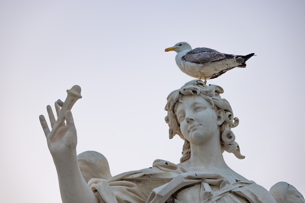 Yellow-legged Gull - ML638428747