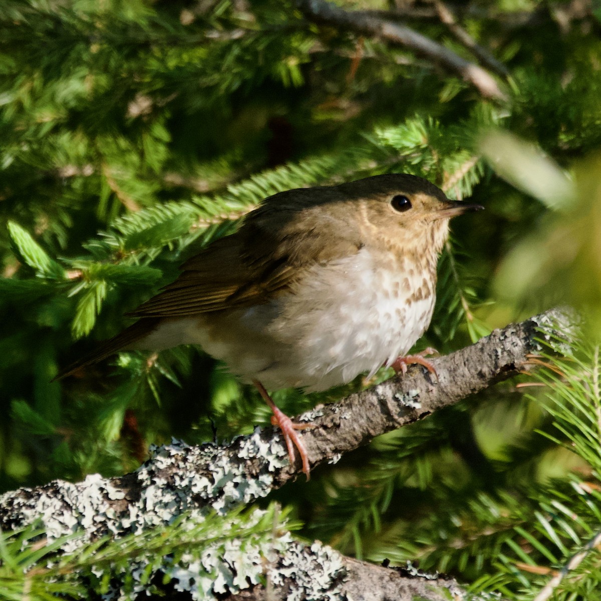 Swainson's Thrush - ML638428786
