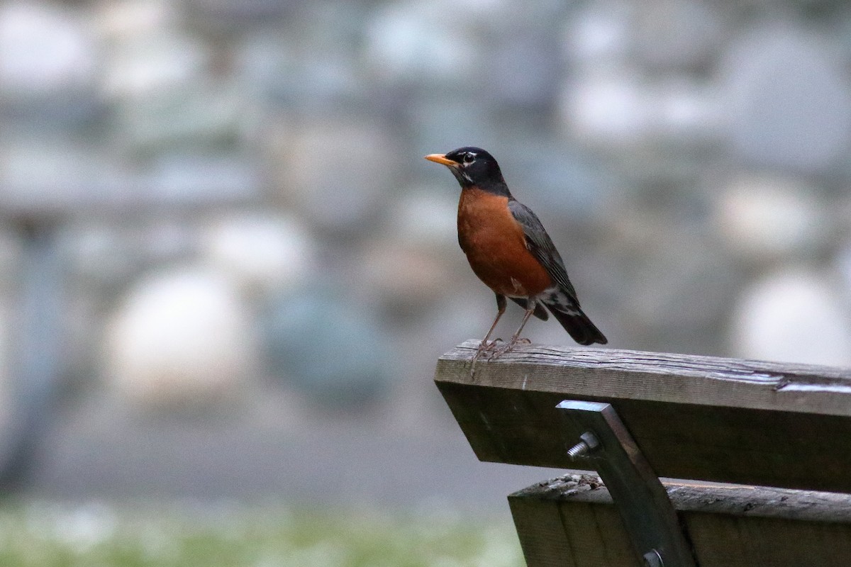 American Robin - ML638428790