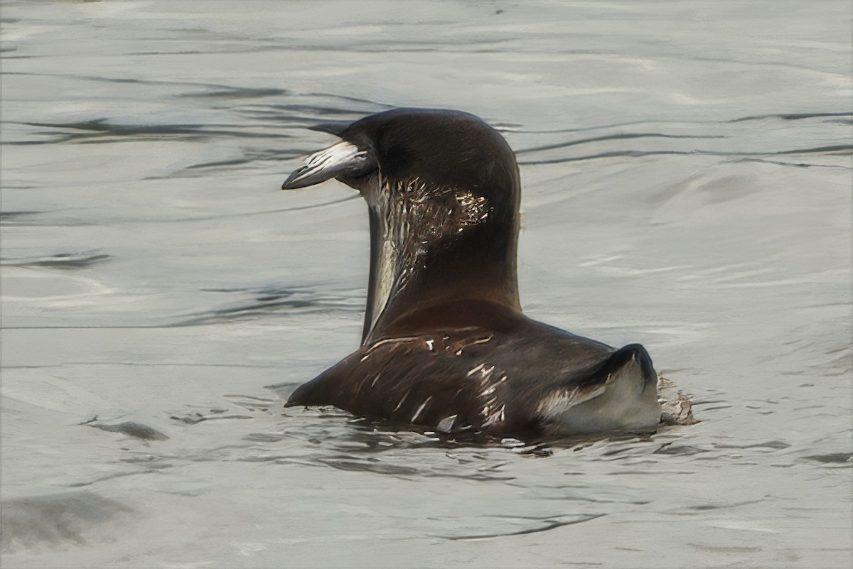 Marbled Murrelet - ML638428825