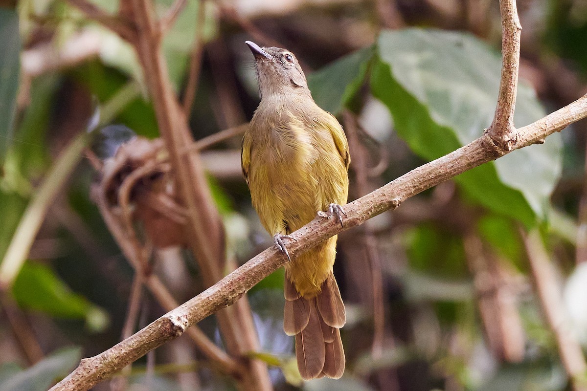 Gray Greenbul - ML638428870