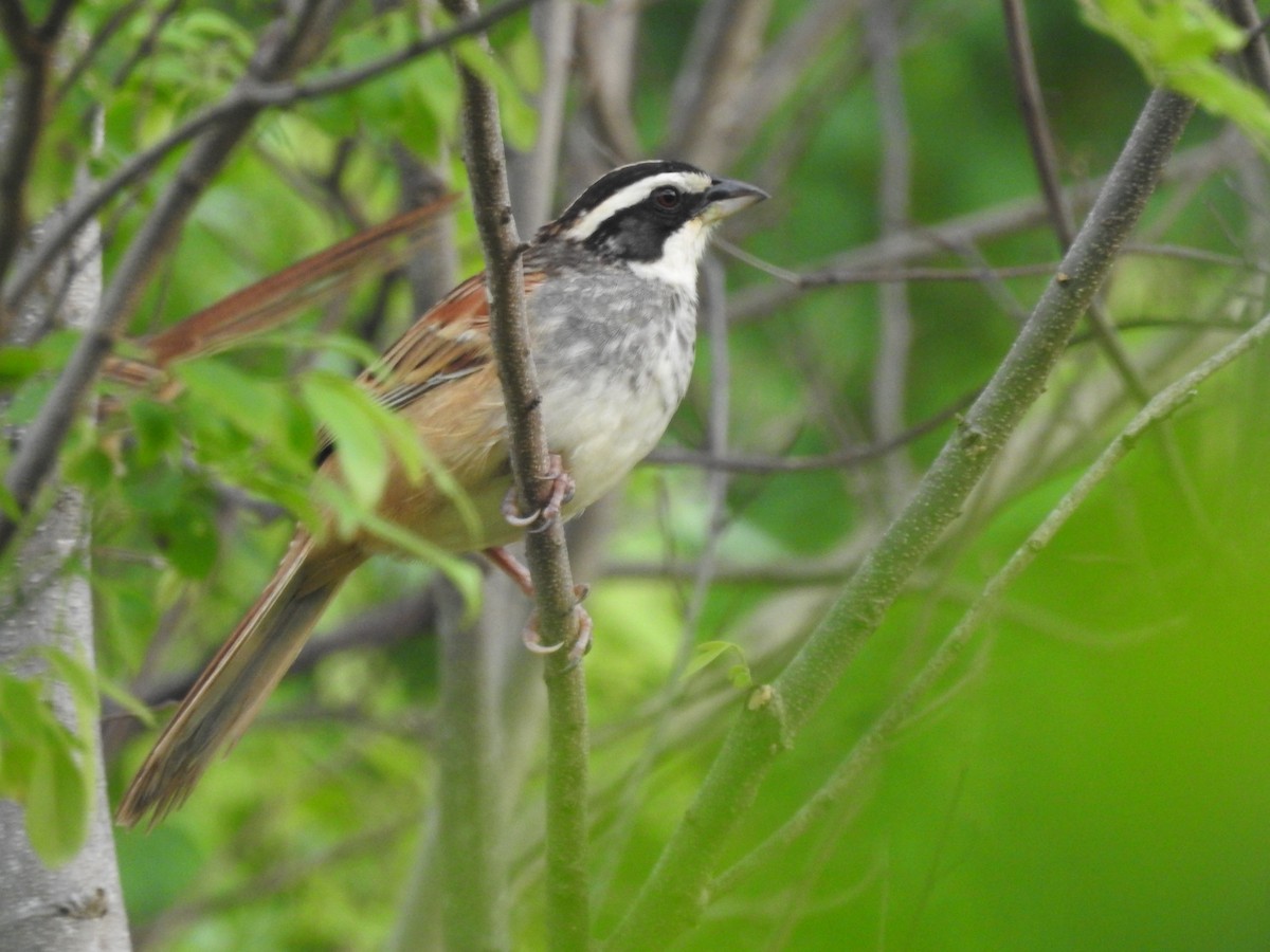 Stripe-headed Sparrow - ML638428877