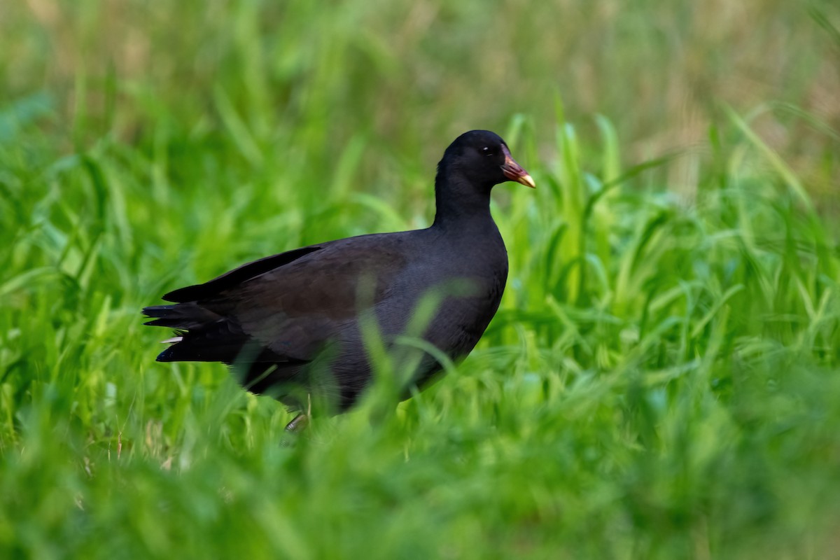 Dusky Moorhen - ML638428882