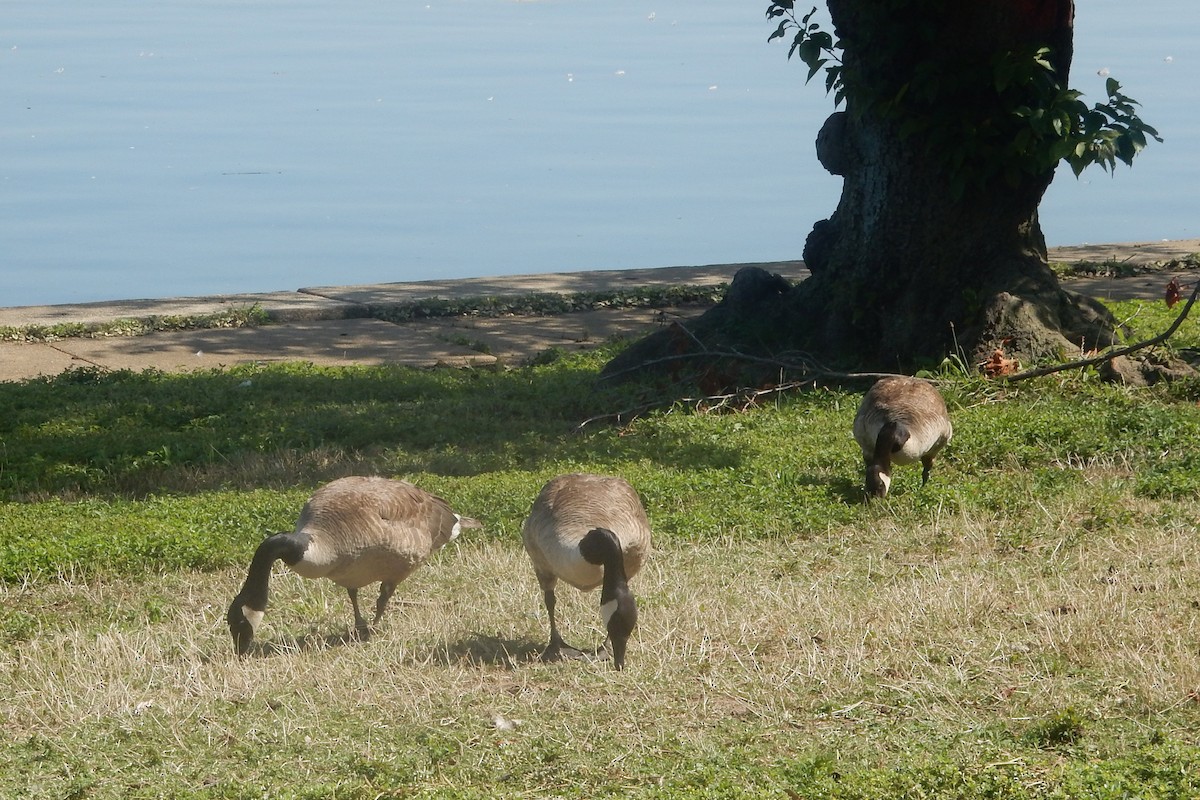 カナダガン - ML638428891
