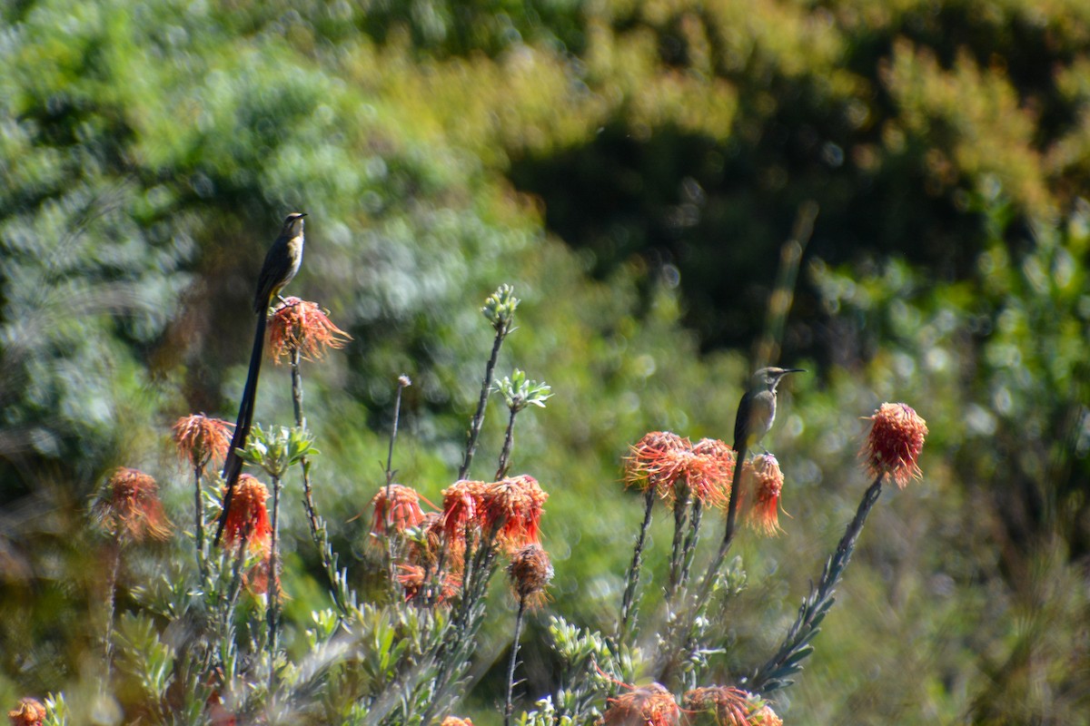 Cape Sugarbird - ML638428897