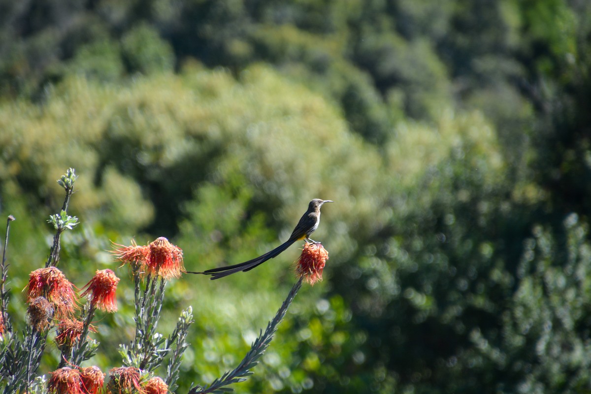 Cape Sugarbird - ML638428898