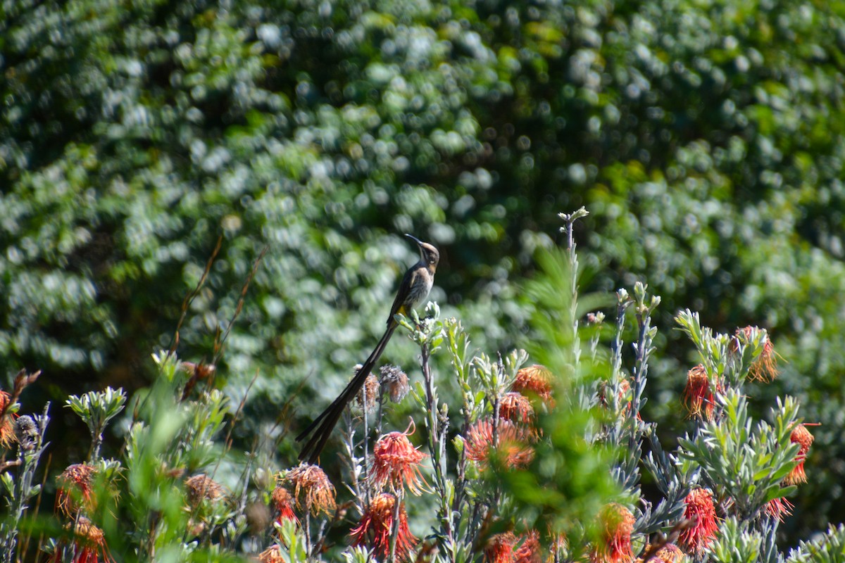 Cape Sugarbird - ML638428899