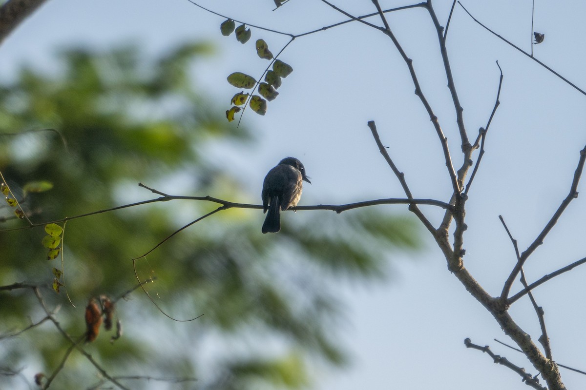 Northern Fantail (Timor) - ML638428932