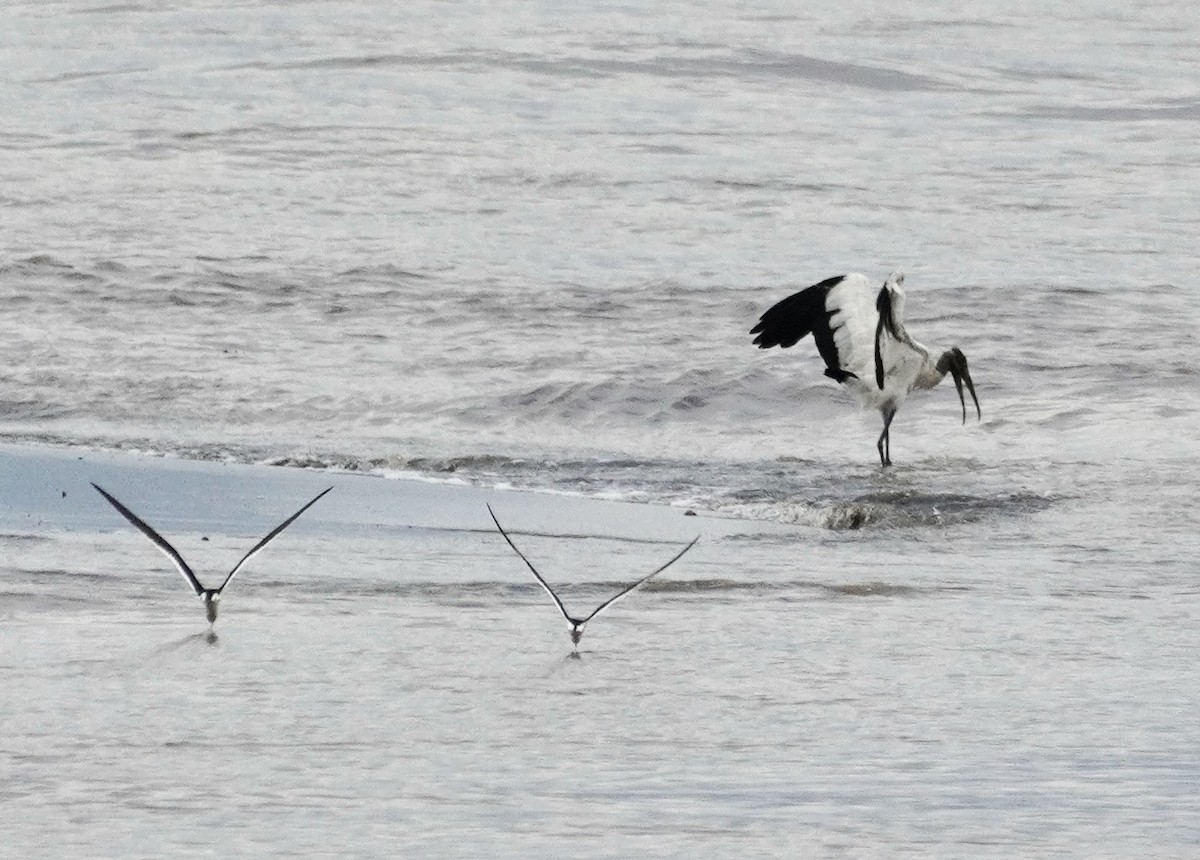 Wood Stork - ML638428989