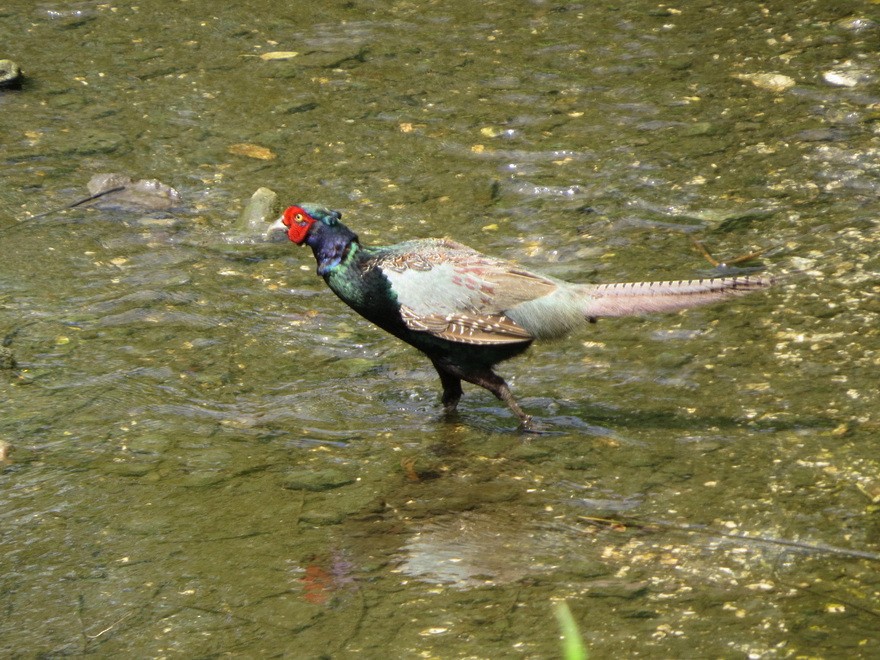 Fagiano verde - ML638428993