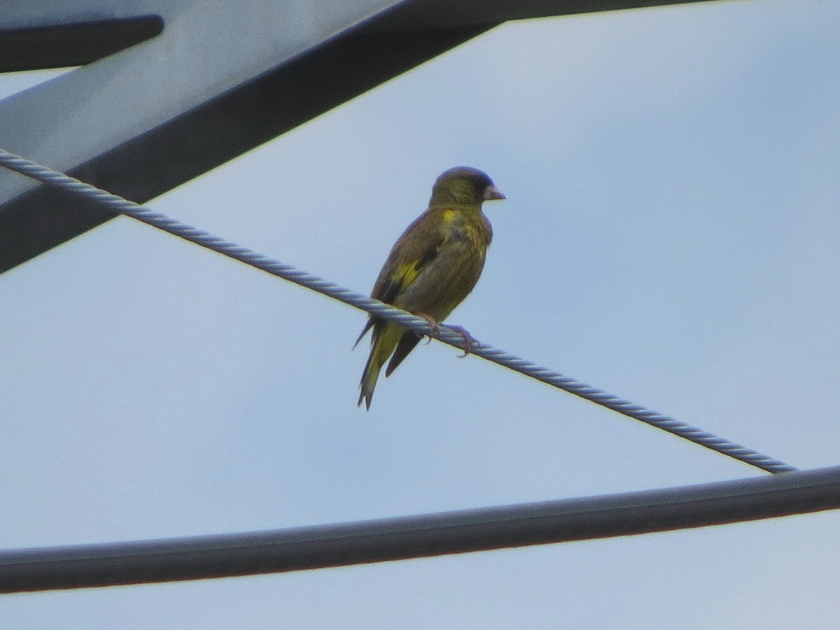 Oriental Greenfinch - ML638429014