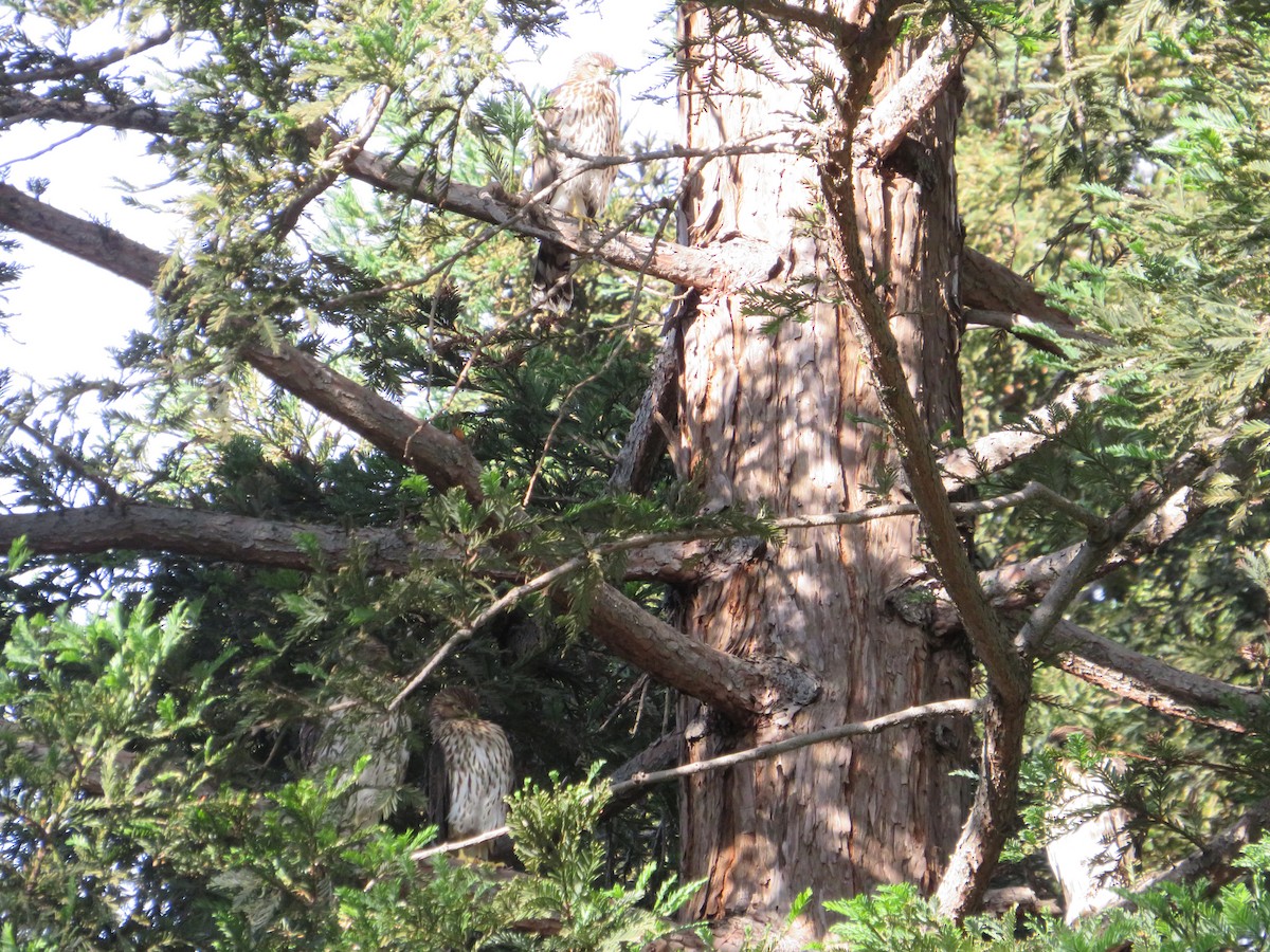 Cooper's Hawk - ML638429020