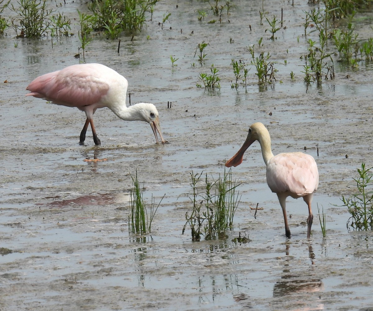 Roseate Spoonbill - ML638429021