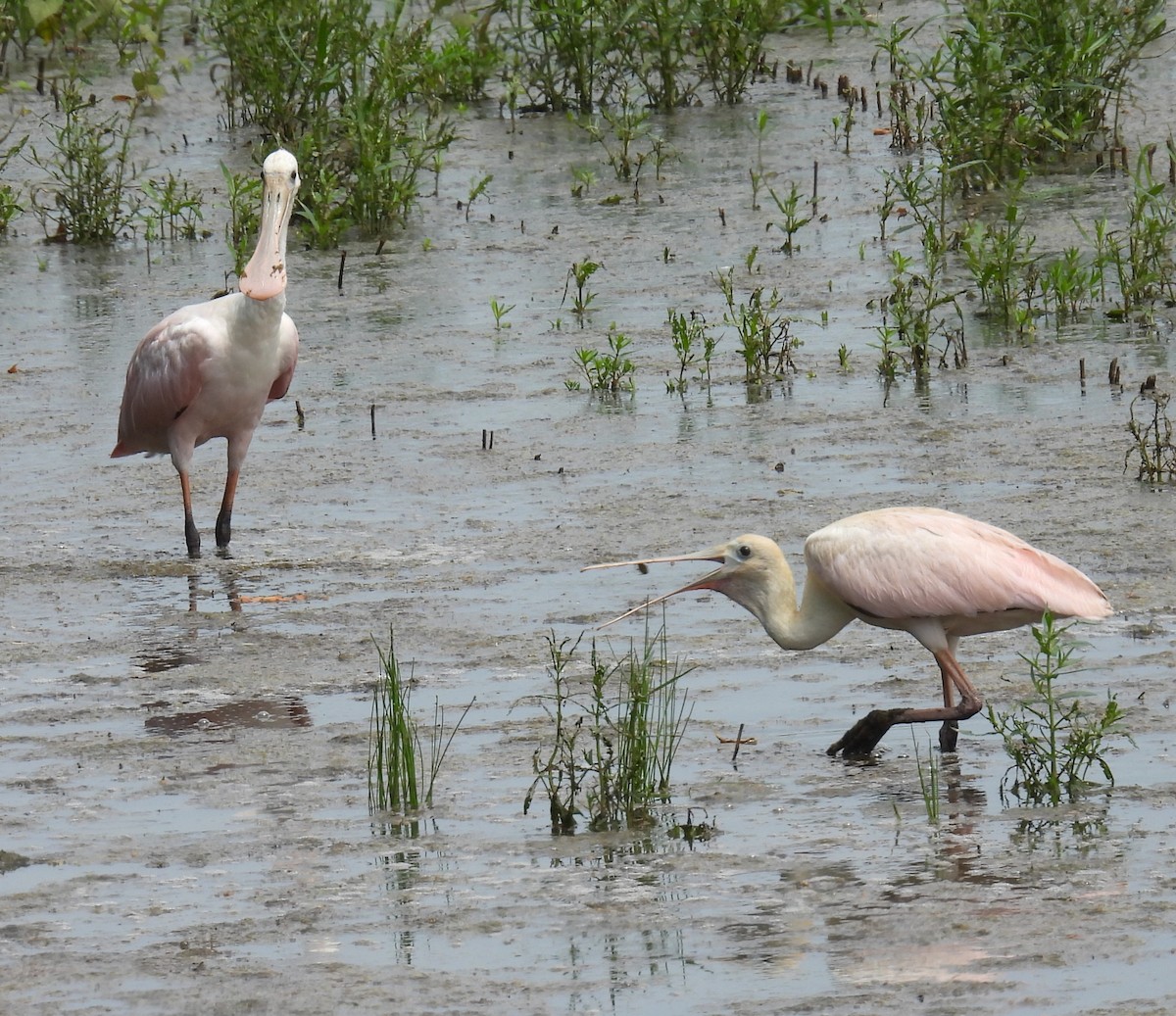 Roseate Spoonbill - ML638429023