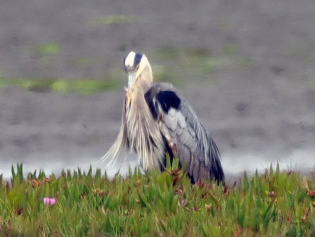 Great Blue Heron - ML638429026