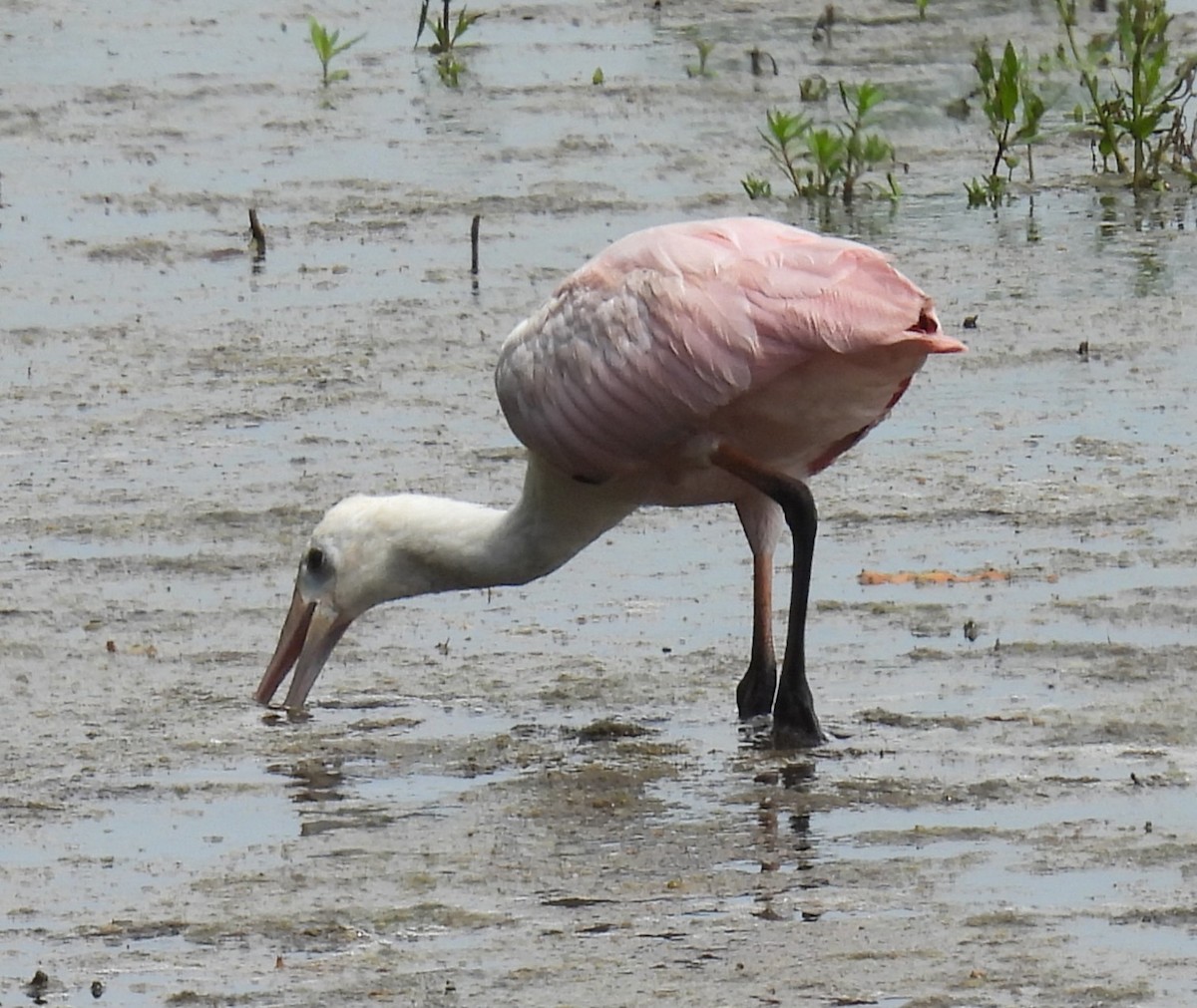 Roseate Spoonbill - ML638429028
