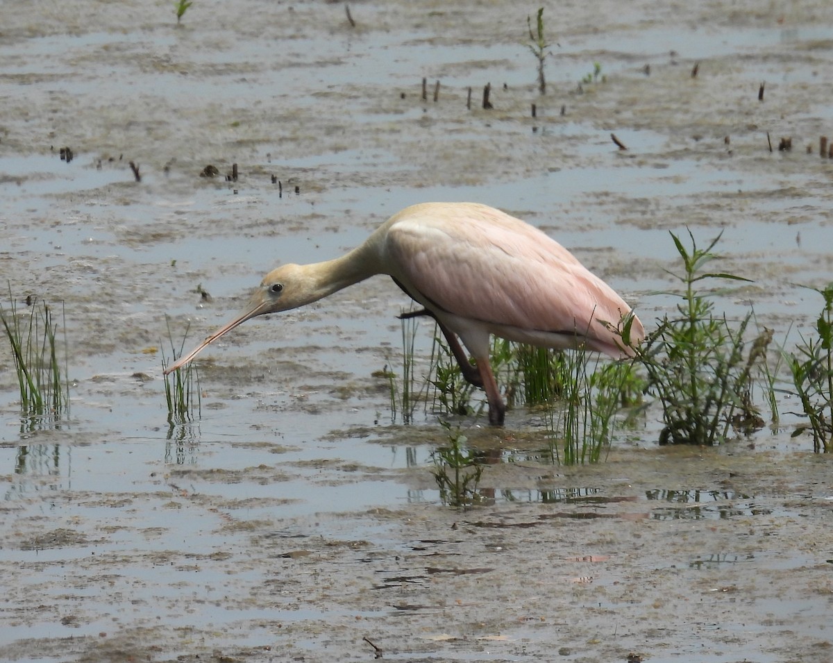 Roseate Spoonbill - ML638429029