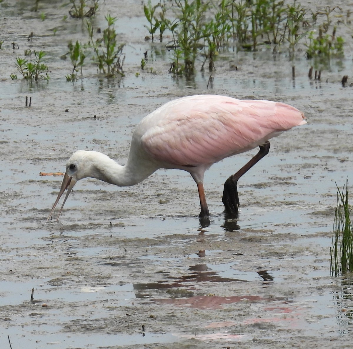 Roseate Spoonbill - ML638429030
