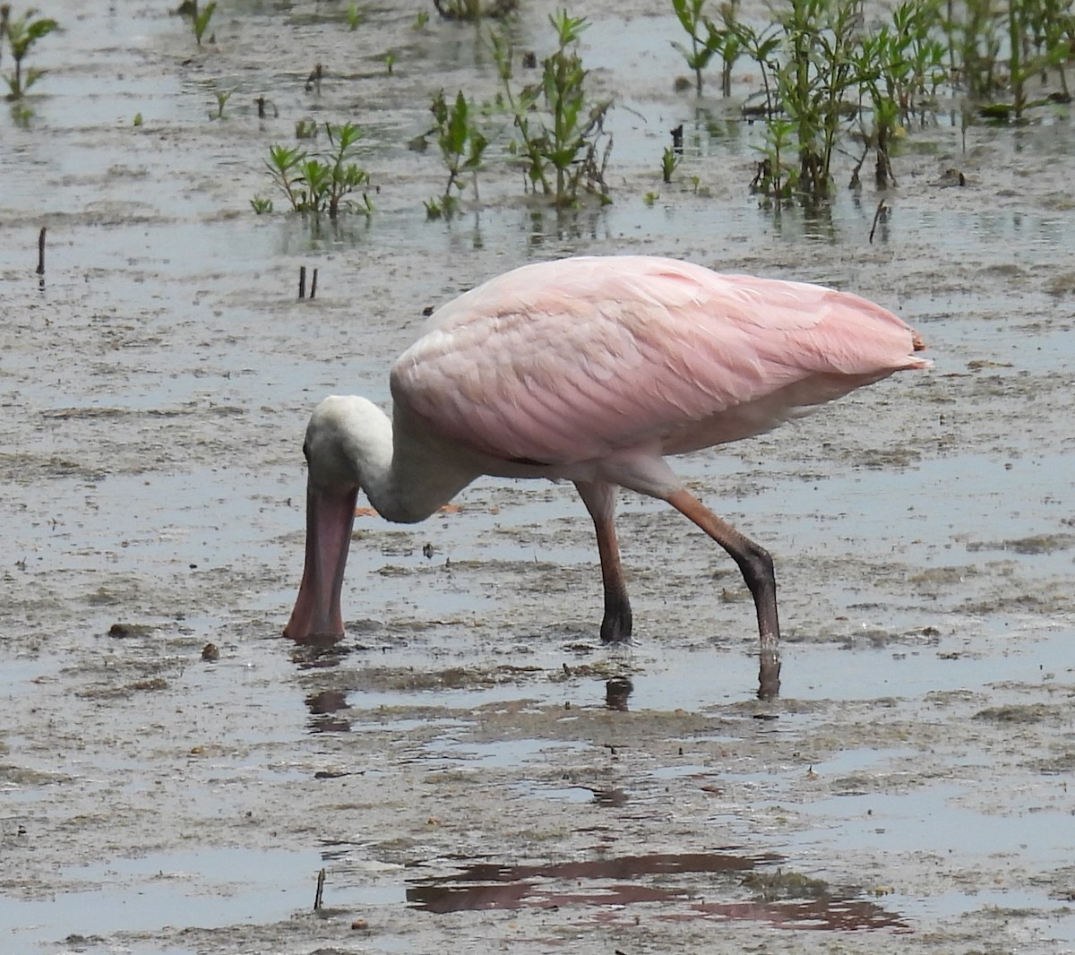 Roseate Spoonbill - ML638429031