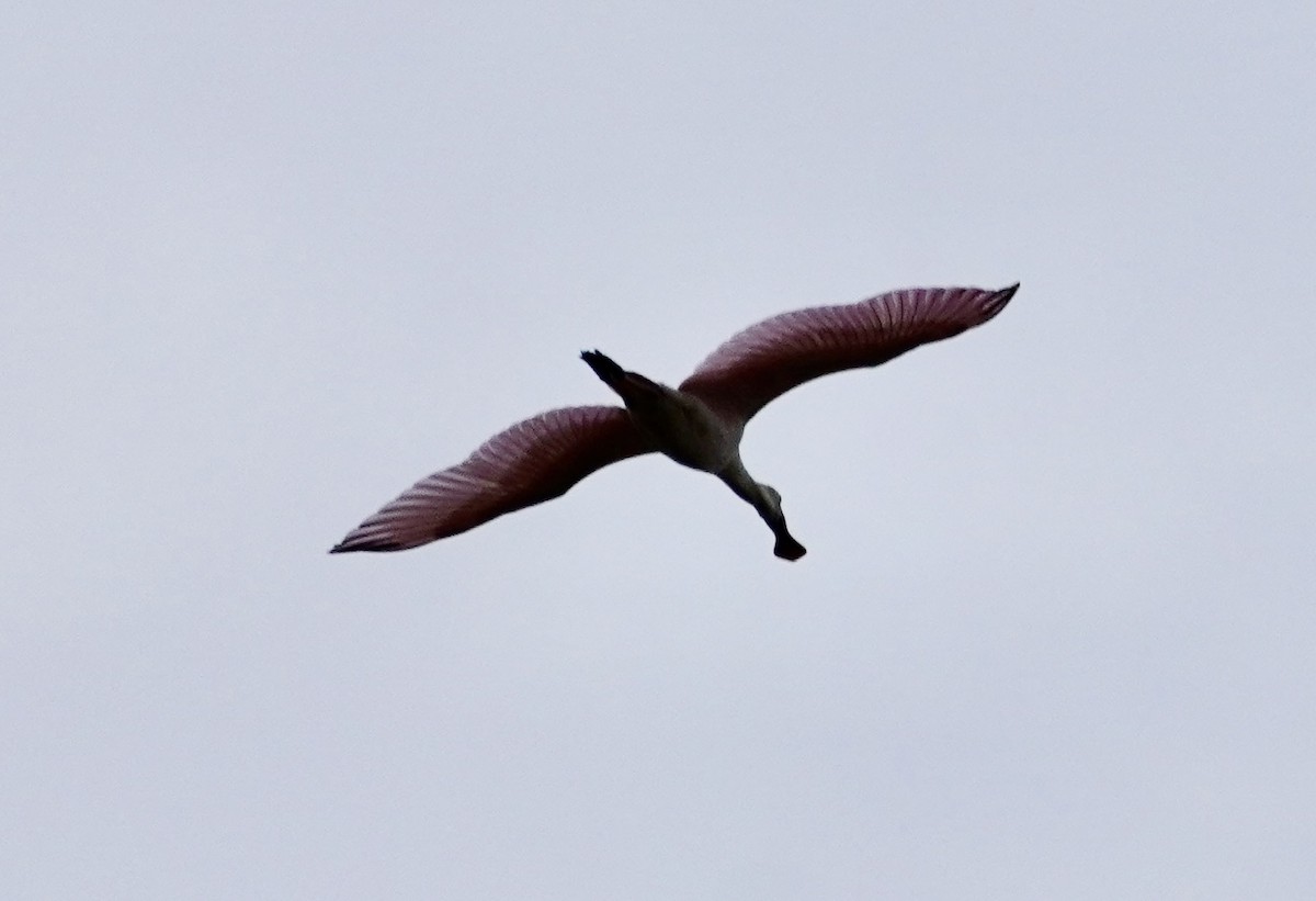 rosenskjestork - ML638429035