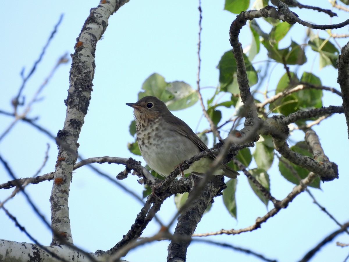 Swainson's Thrush - ML638429055
