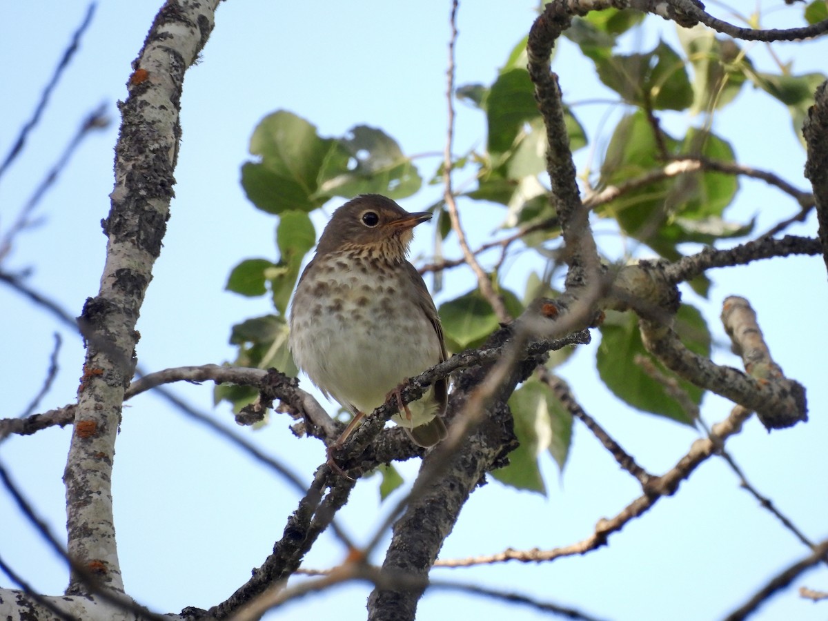 Swainson's Thrush - ML638429056