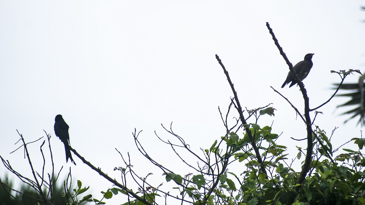 Black Drongo - ML638429064