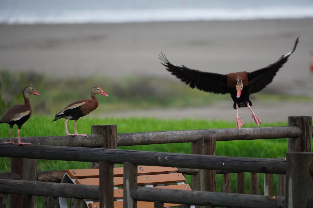 Black-bellied Whistling-Duck - ML638429065