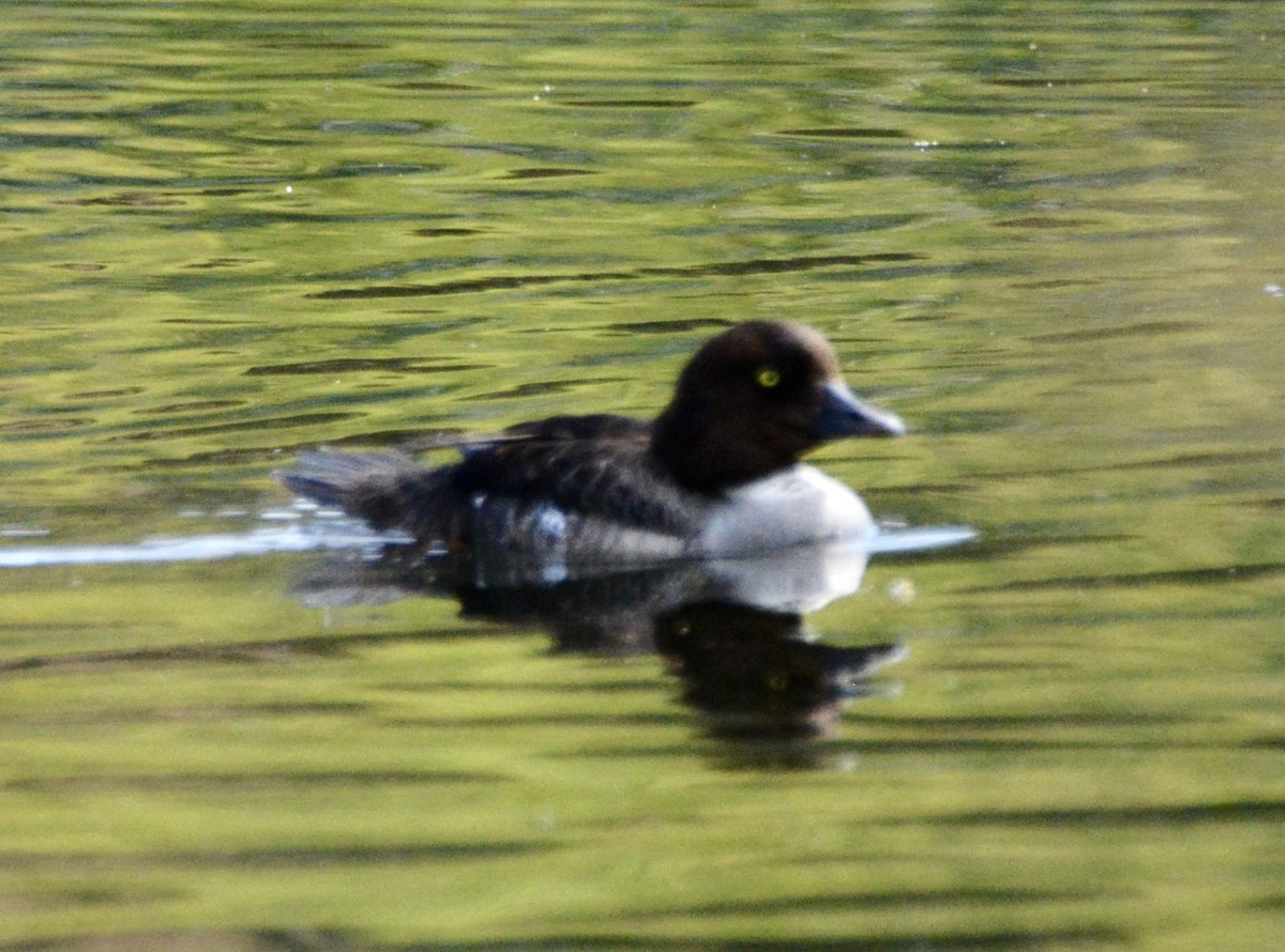 Barrow's Goldeneye - ML638429066