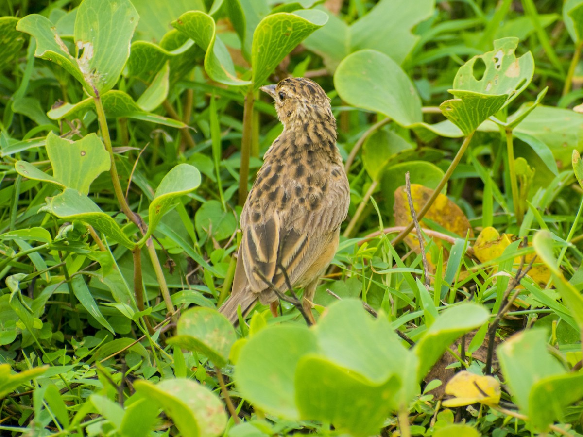 Jerdon's Bushlark - ML638429067