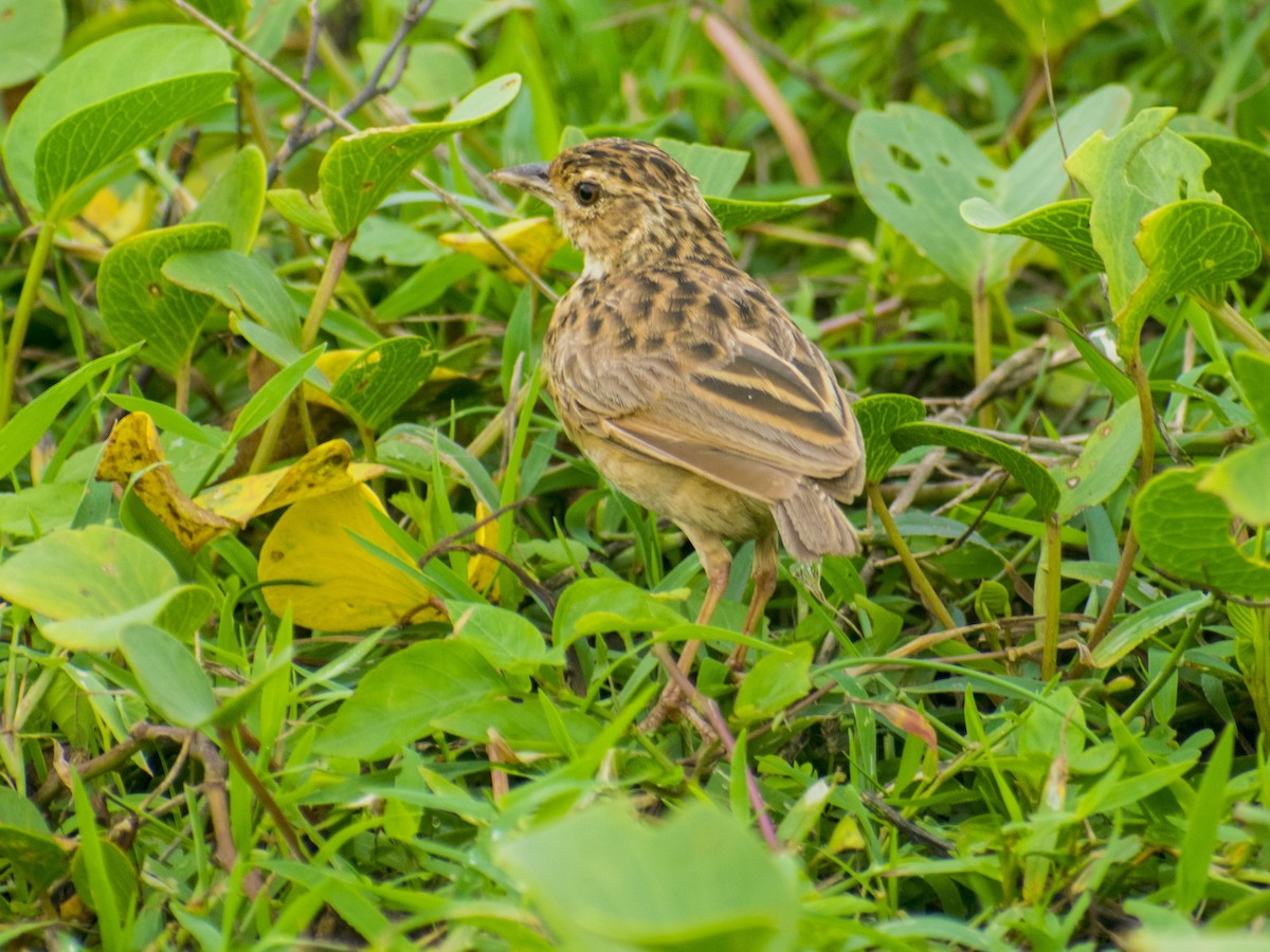 Jerdon's Bushlark - ML638429069