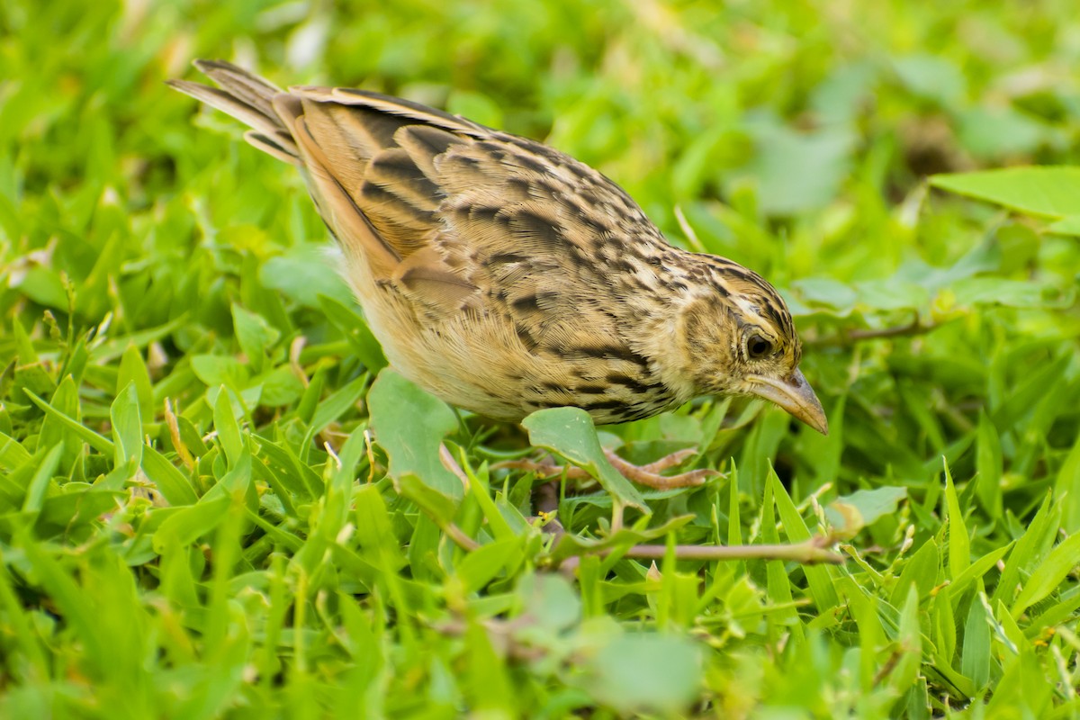 Jerdon's Bushlark - ML638429071