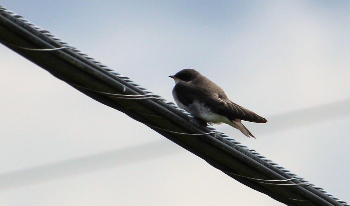 Tree Swallow - ML638429075