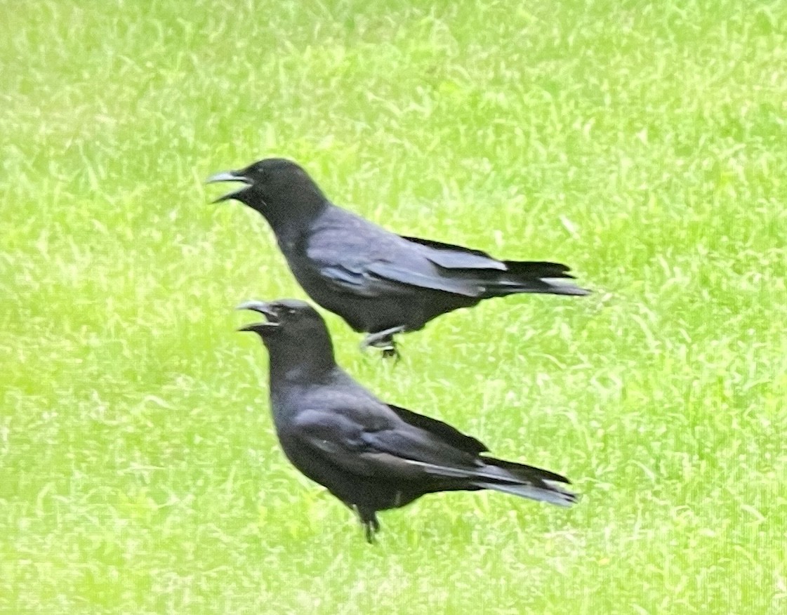 American Crow - ML638429079