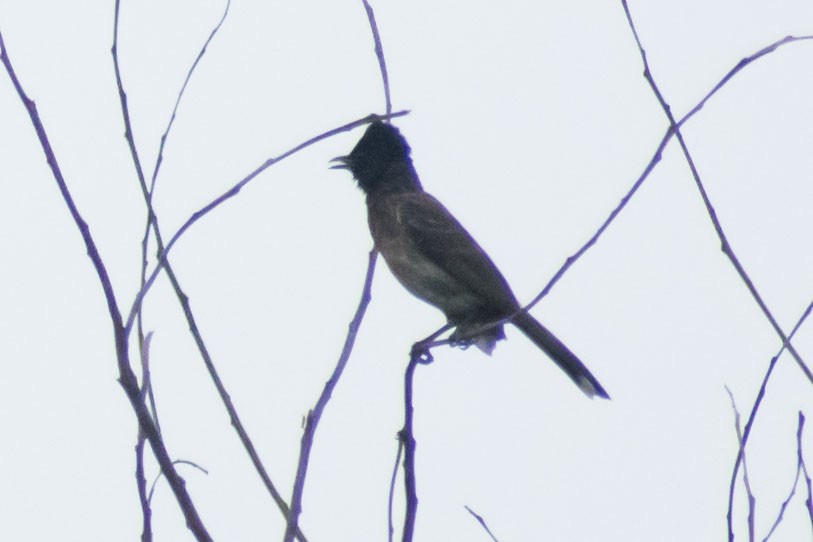 Red-vented Bulbul - ML638429080